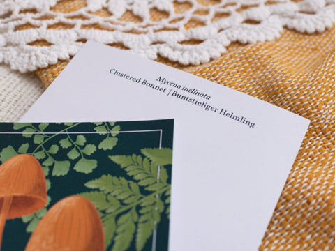 Postkarten Pilze Postkarten Kreativ Werkstatt 24